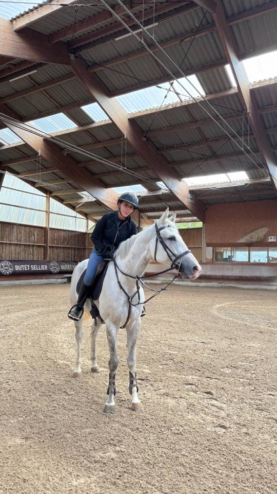 Merrie Zangersheide Te koop 2017 Schimmel ,  UNTOUCHABLE