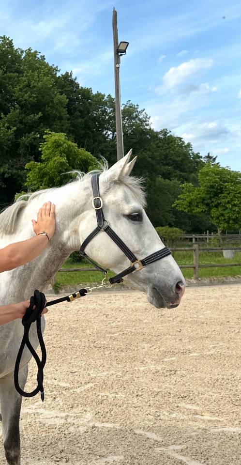 Merrie Zangersheide Te koop 2017 Schimmel ,  UNTOUCHABLE