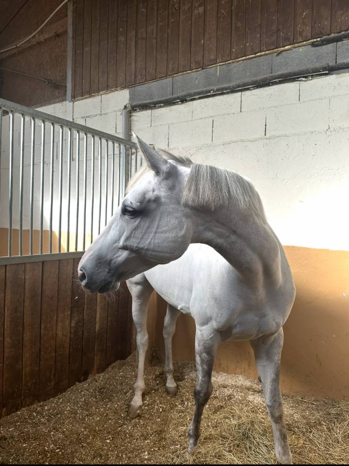 Merrie Zangersheide Te koop 2017 Schimmel ,  UNTOUCHABLE