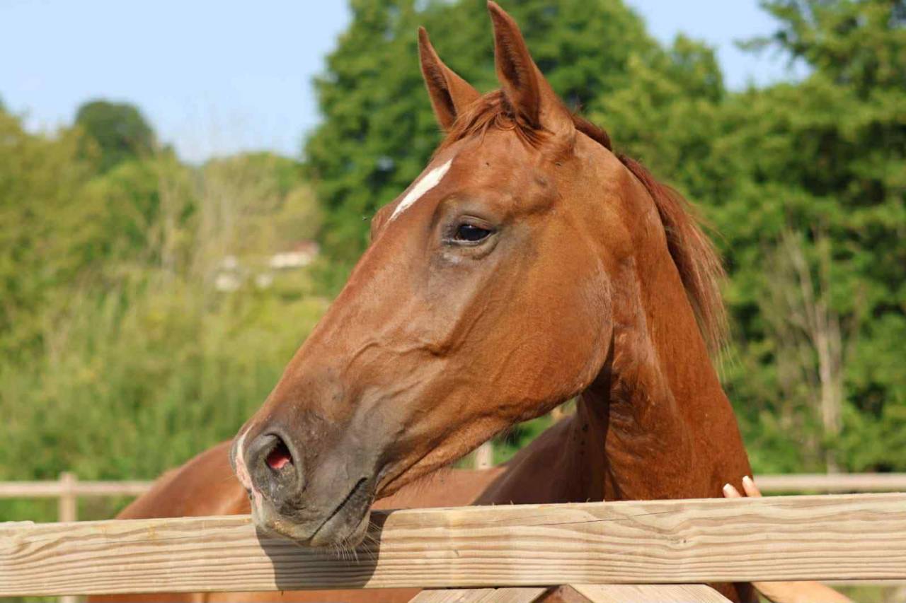 Ruin Mecklenburger Te koop 2023 Vos