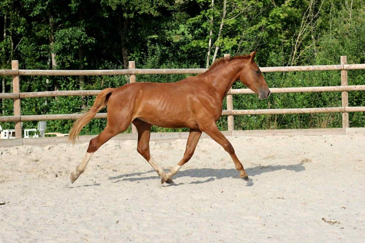 Ruin Mecklenburger Te koop 2023 Vos
