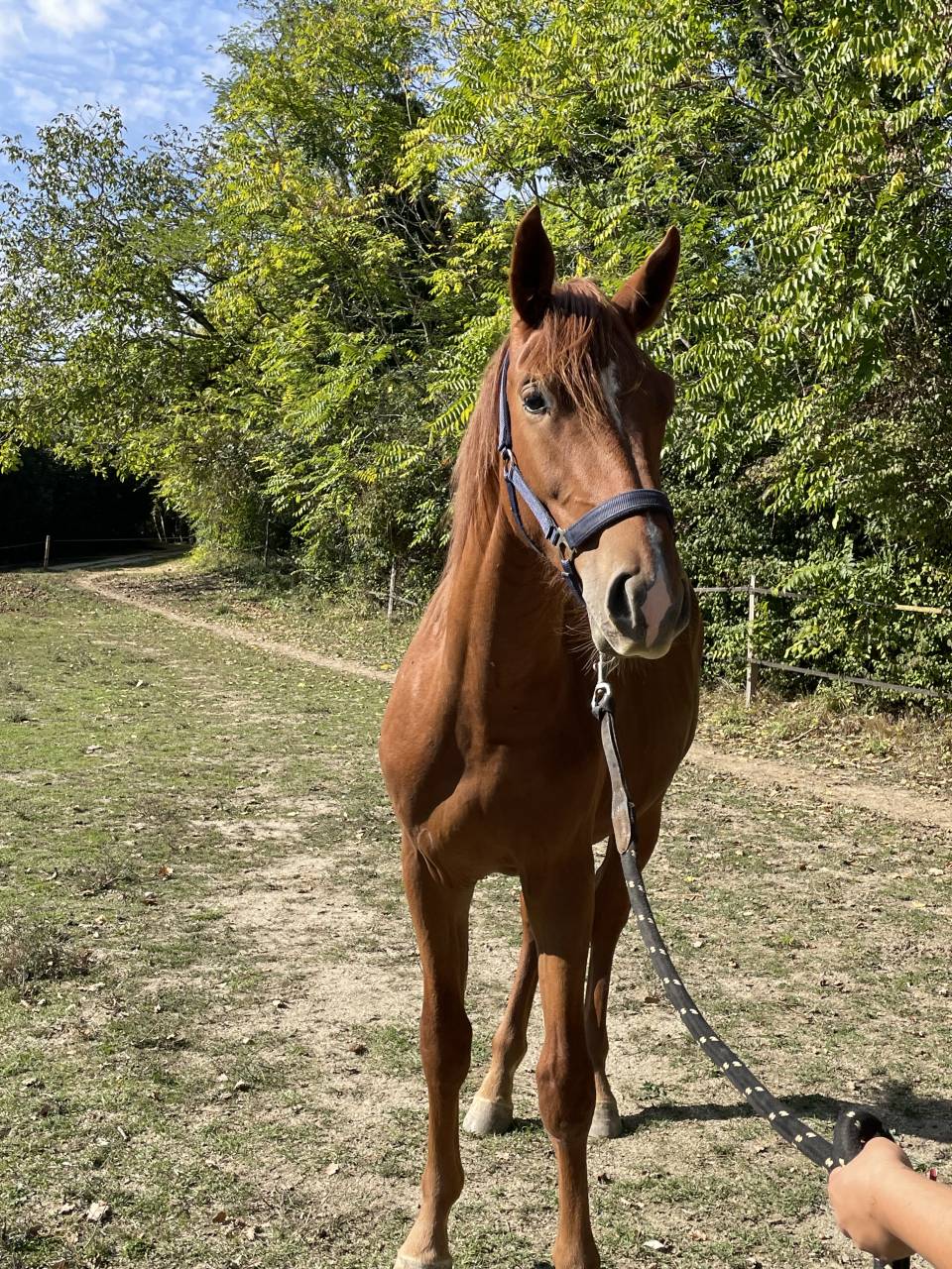 Veulen (ml) Selle Français Te koop 2024 Vos