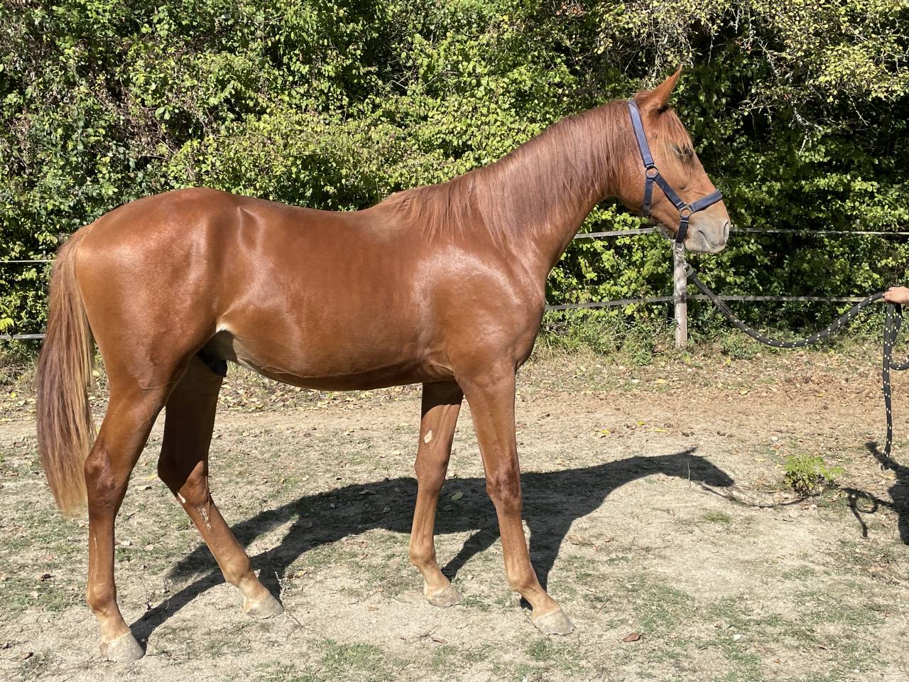 Veulen (ml) Selle Français Te koop 2024 Vos