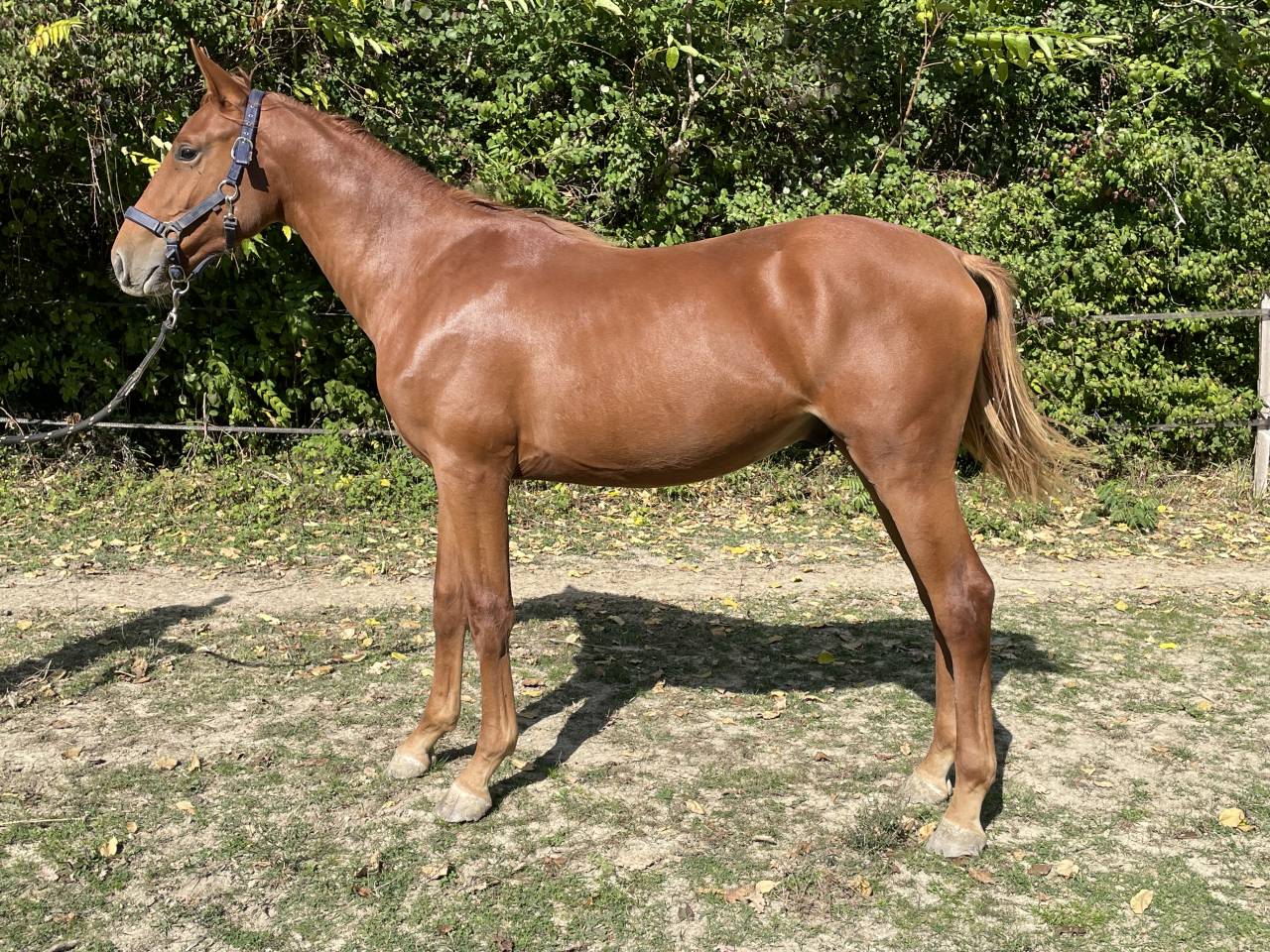 Veulen (ml) Selle Français Te koop 2024 Vos