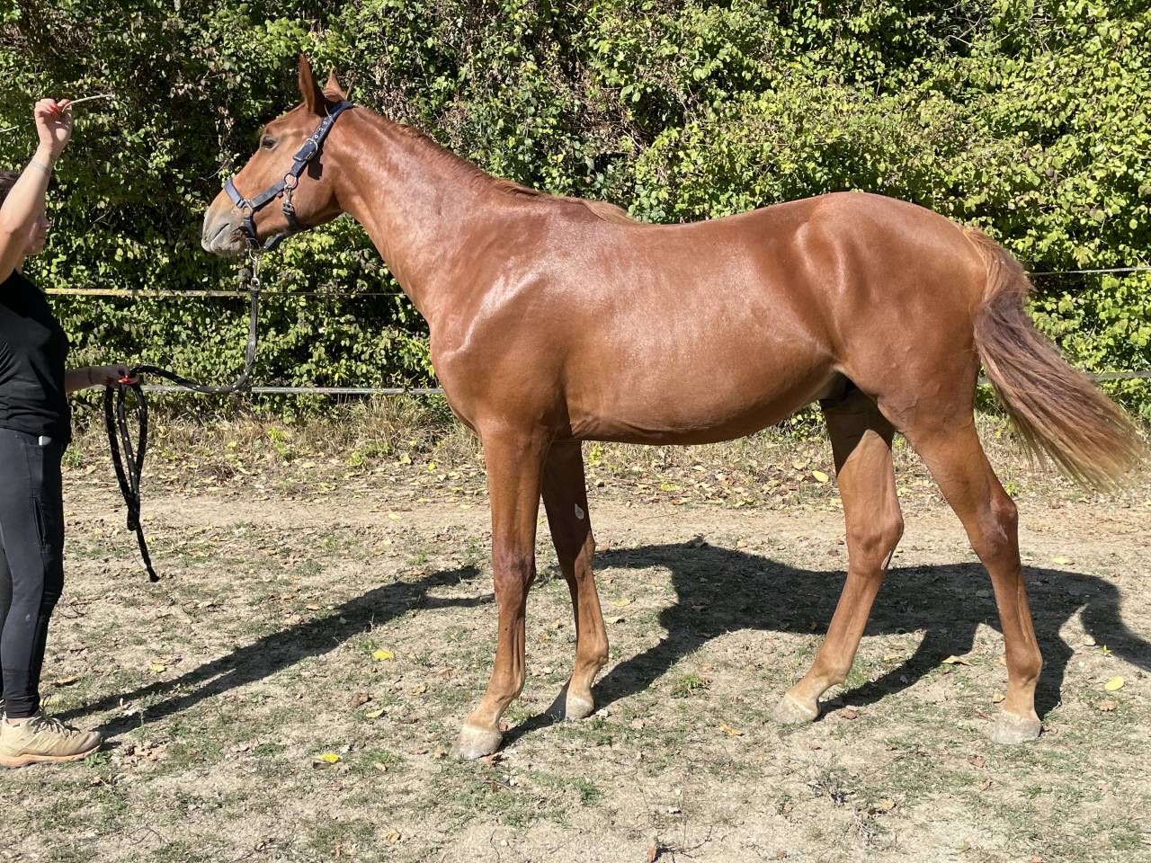 Veulen (ml) Selle Français Te koop 2024 Vos