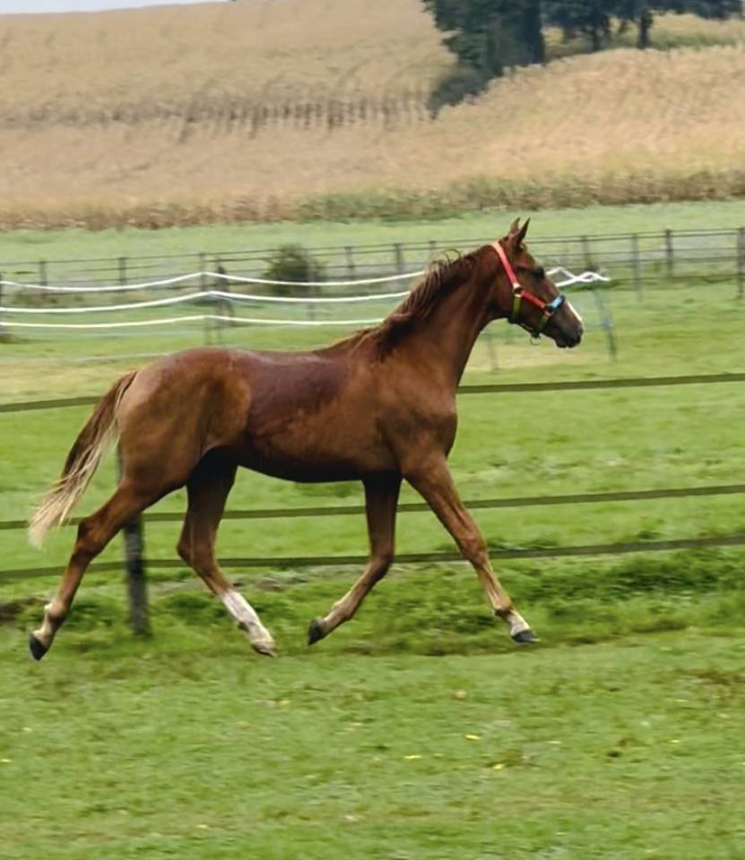 Ruin Oldenburger Te koop 2024 Vos ,  SIR DONNERHALL