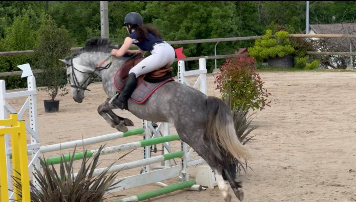 Merrie Franse rijpony PFS Te koop 2020 Schimmel