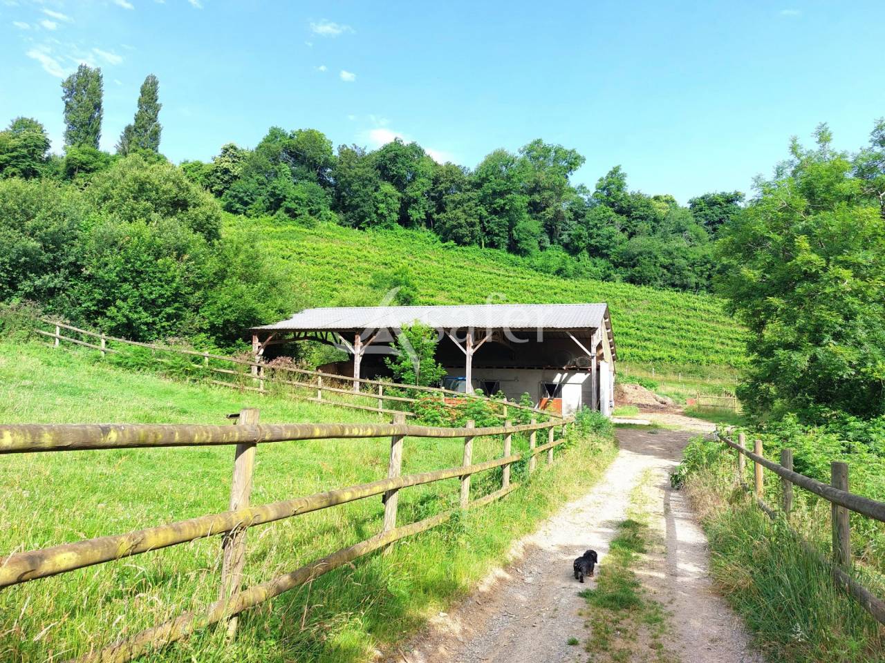 Landbouw bedrijf Koop Pyrénées-Atlantiques
