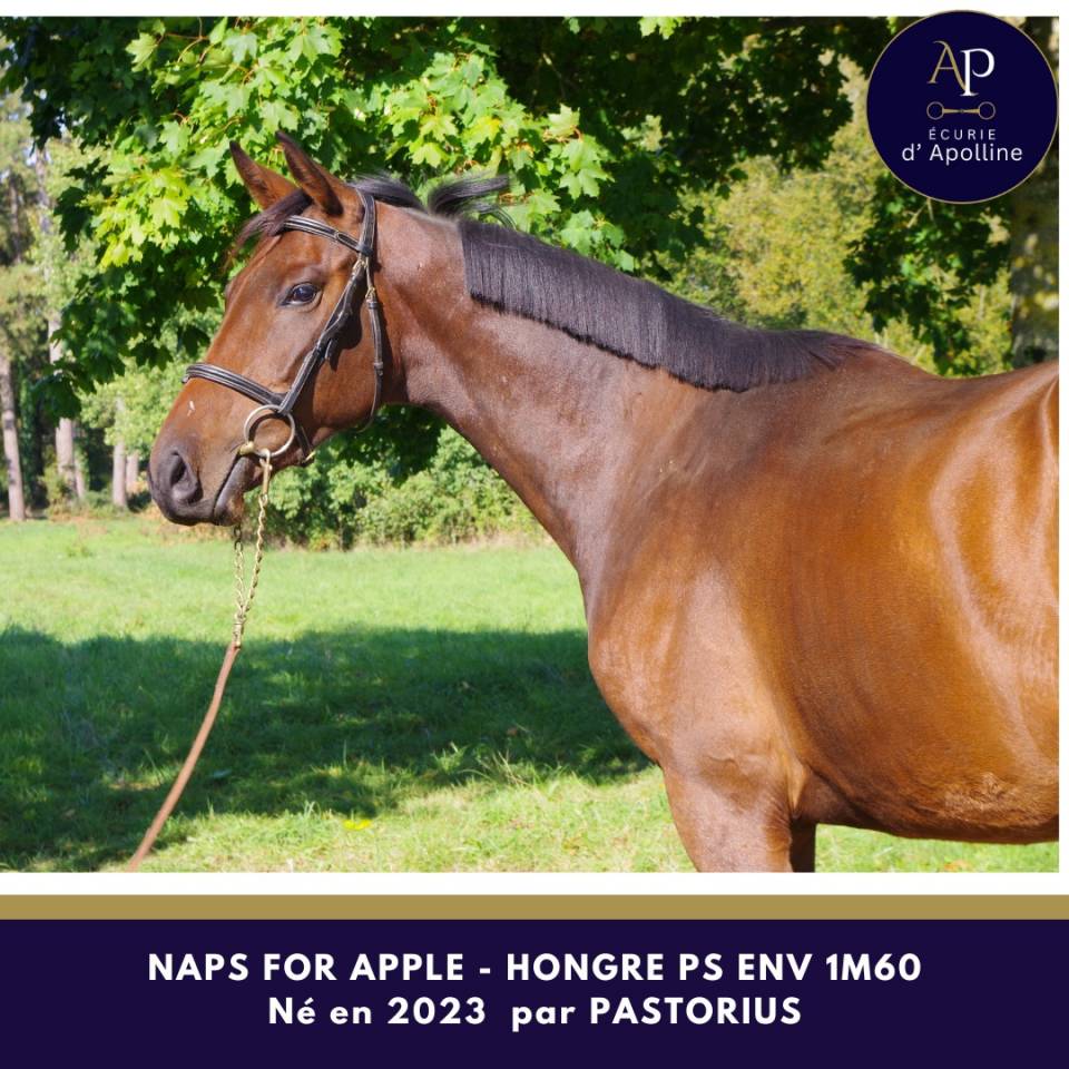 Ruin Volbloed Te koop 2023 Donker bruin / bai