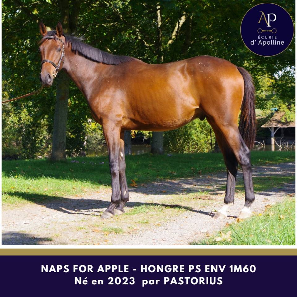 Ruin Volbloed Te koop 2023 Donker bruin / bai