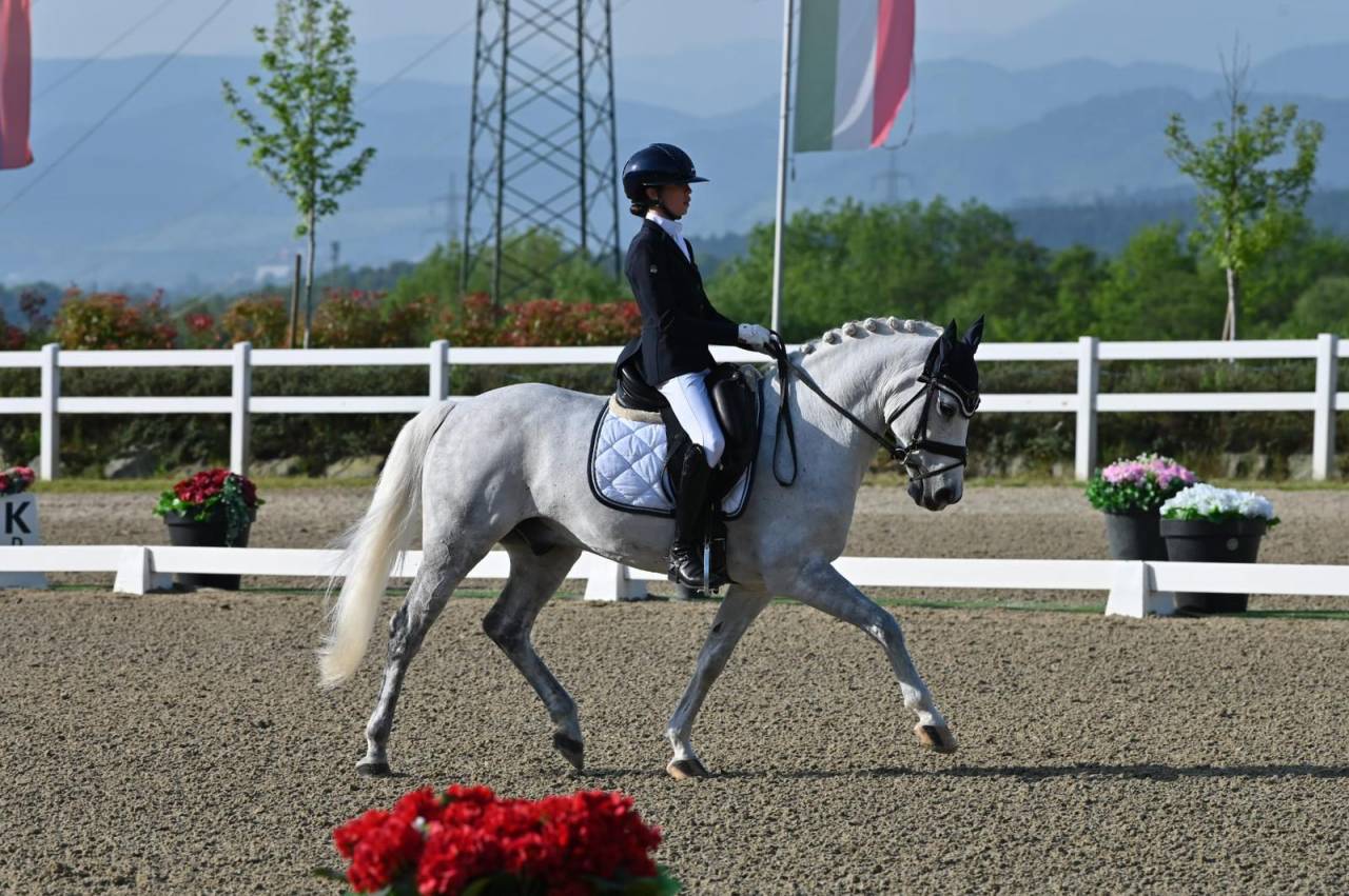 Ruin Franse rijpony PFS Te koop 2008 Schimmel ,  MINOTAUROS