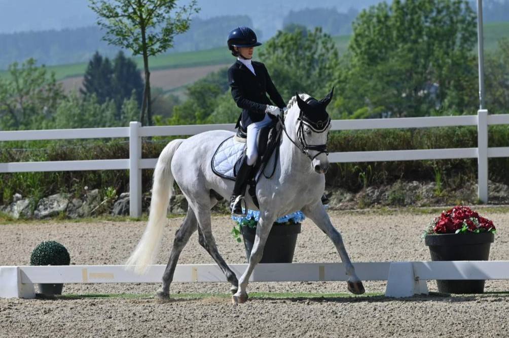 Ruin Franse rijpony PFS Te koop 2008 Schimmel ,  MINOTAUROS