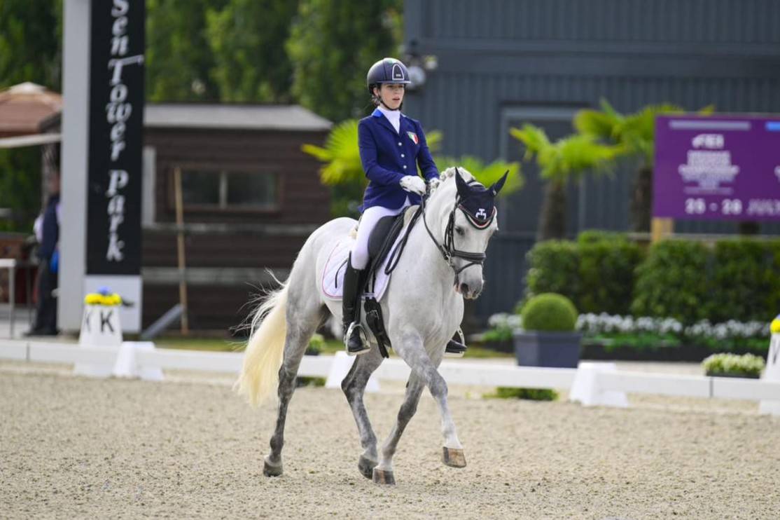 Ruin Franse rijpony PFS Te koop 2008 Schimmel ,  MINOTAUROS