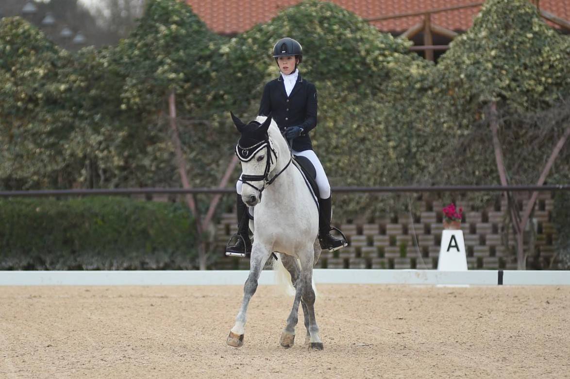 Ruin Franse rijpony PFS Te koop 2008 Schimmel ,  MINOTAUROS