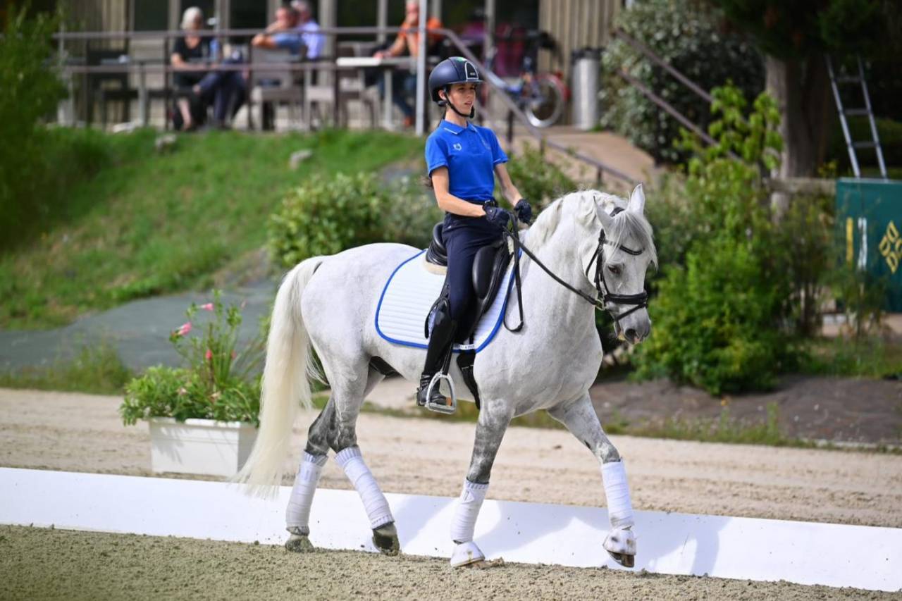 Ruin Franse rijpony PFS Te koop 2008 Schimmel ,  MINOTAUROS