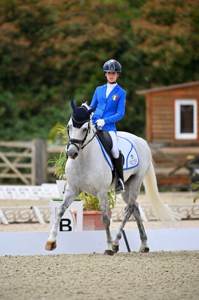 Ruin Franse rijpony PFS Te koop 2008 Schimmel ,  MINOTAUROS