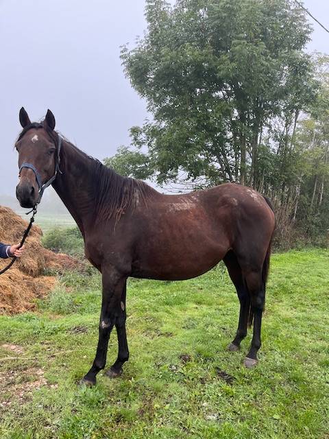 Draagmerrie Volbloed Te koop 2011 Donker bruin / bai ,  Spirit One