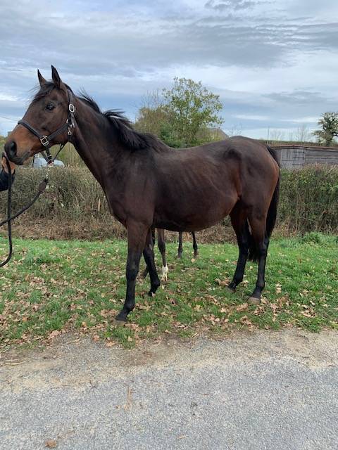 Draagmerrie Volbloed Te koop 2011 Donker bruin / bai ,  Spirit One