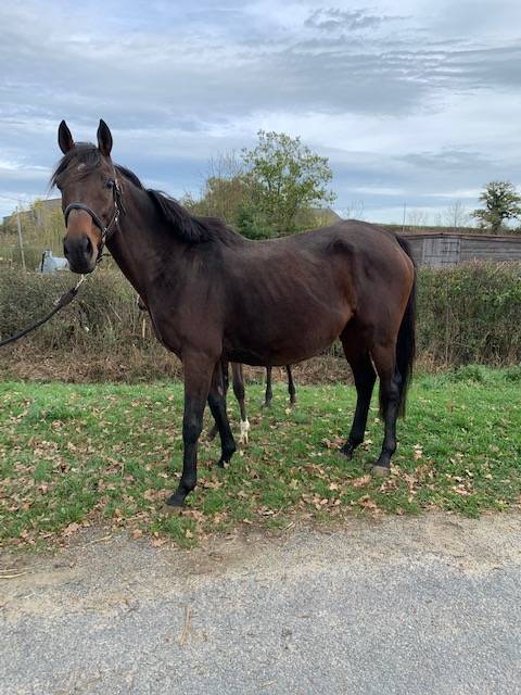 Draagmerrie Volbloed Te koop 2011 Donker bruin / bai ,  Spirit One