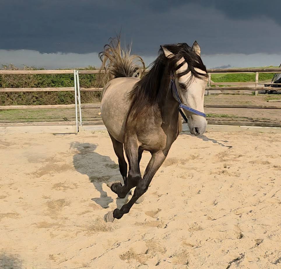 Ruin Spaans Normand Te koop 2022 Isabel