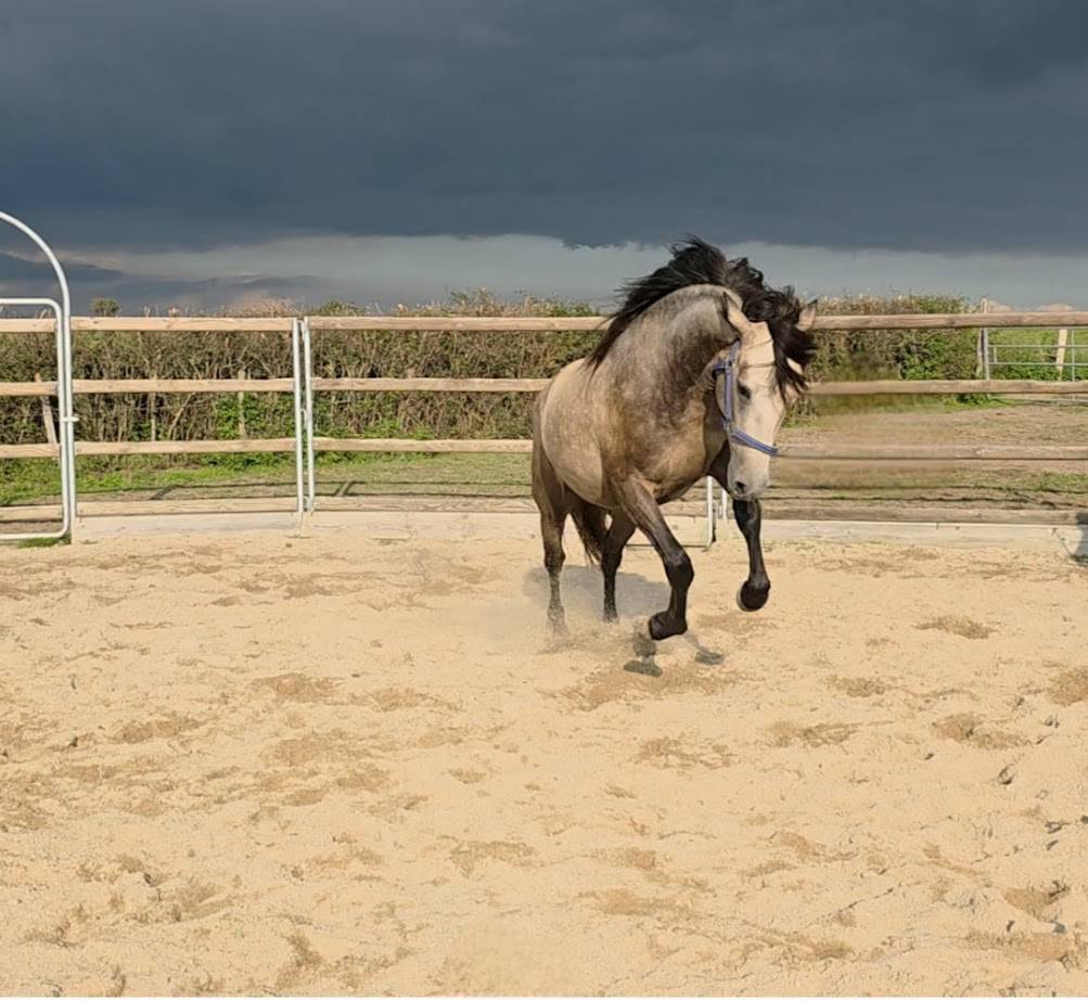 Ruin Spaans Normand Te koop 2022 Isabel