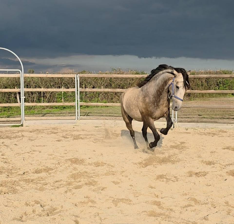 Ruin Spaans Normand Te koop 2022 Isabel