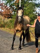 Ruin Spaans Normand Te koop 2022 Isabel