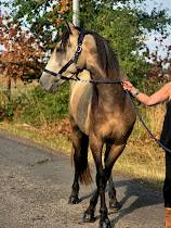 Ruin Spaans Normand Te koop 2022 Isabel