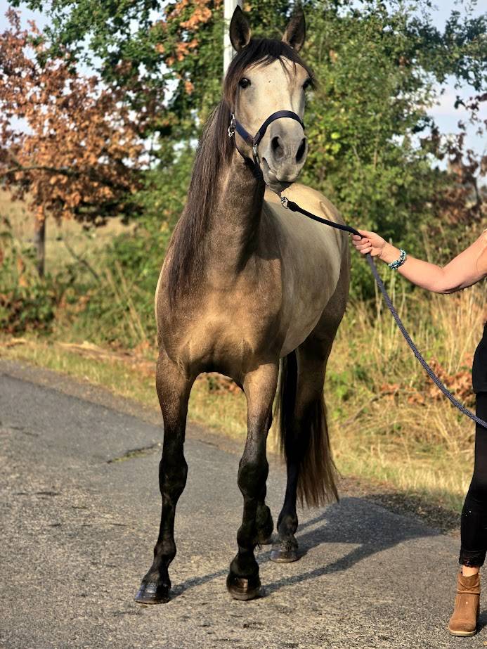 Ruin Spaans Normand Te koop 2022 Isabel