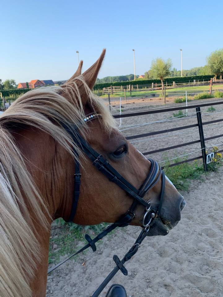 BWP fokmerrie 2011 drachtig van Arezzo VDL