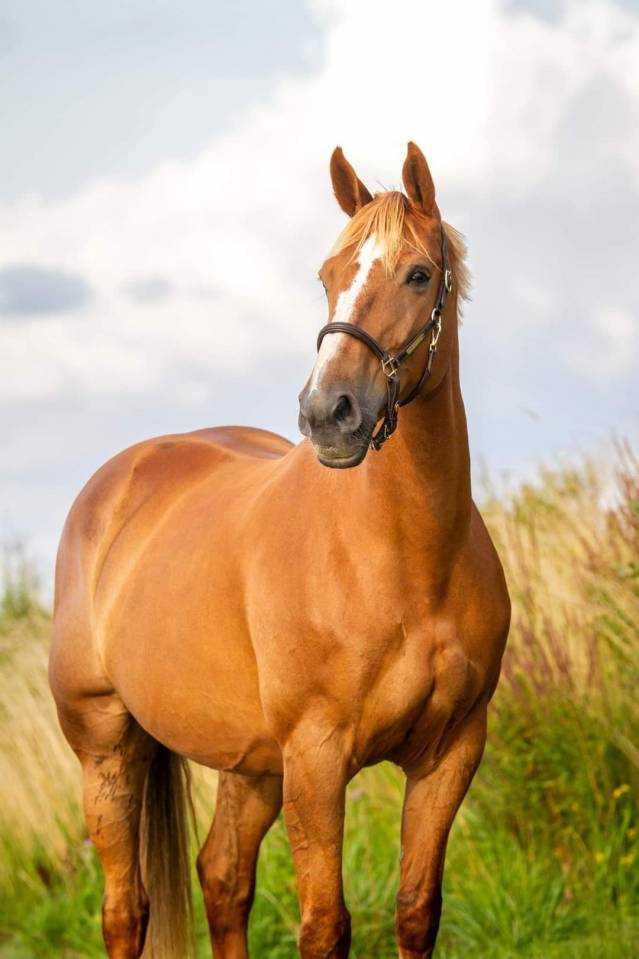 BWP fokmerrie 2011 drachtig van Arezzo VDL