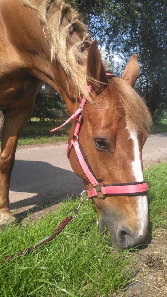 BWP fokmerrie 2011 drachtig van Arezzo VDL