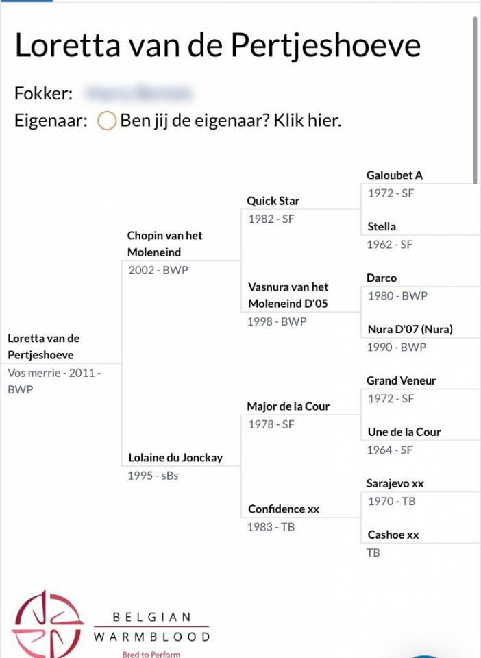 BWP fokmerrie 2011 drachtig van Arezzo VDL