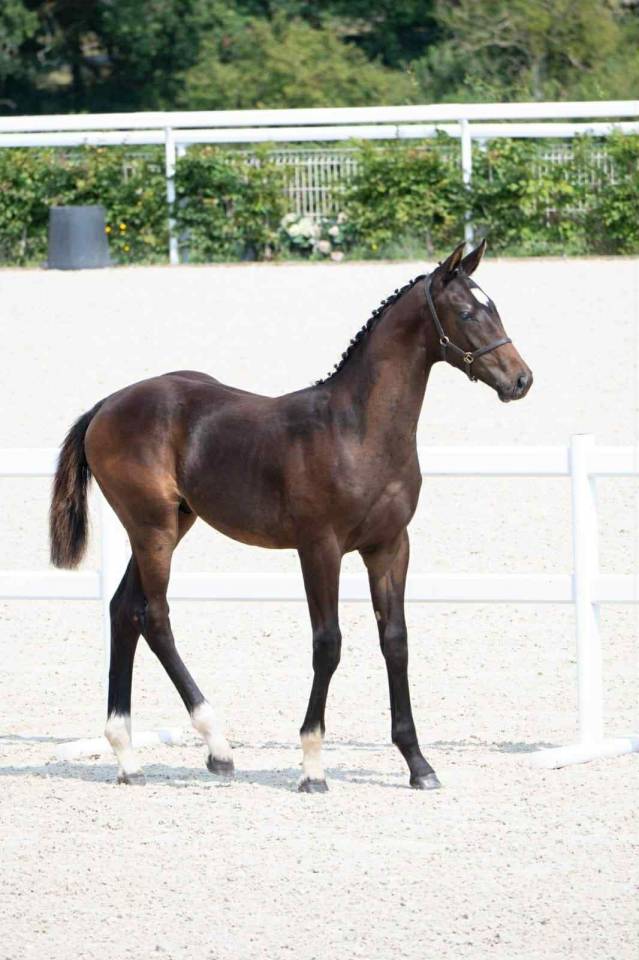 Veulen (ml) Selle Français Te koop 2025 Bruin / Bai