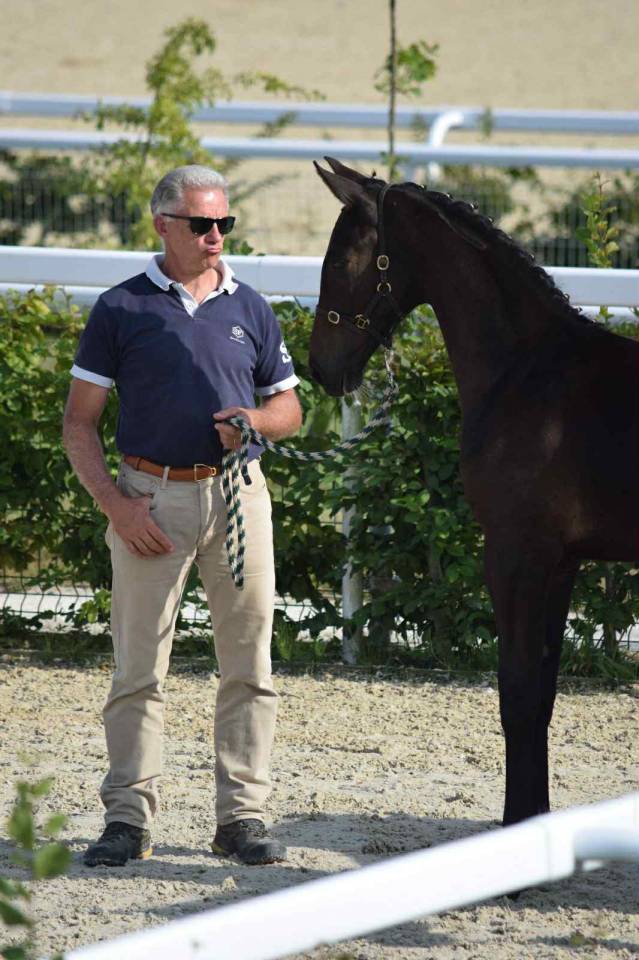 Veulen (ml) Selle Français Te koop 2025 Bruin / Bai