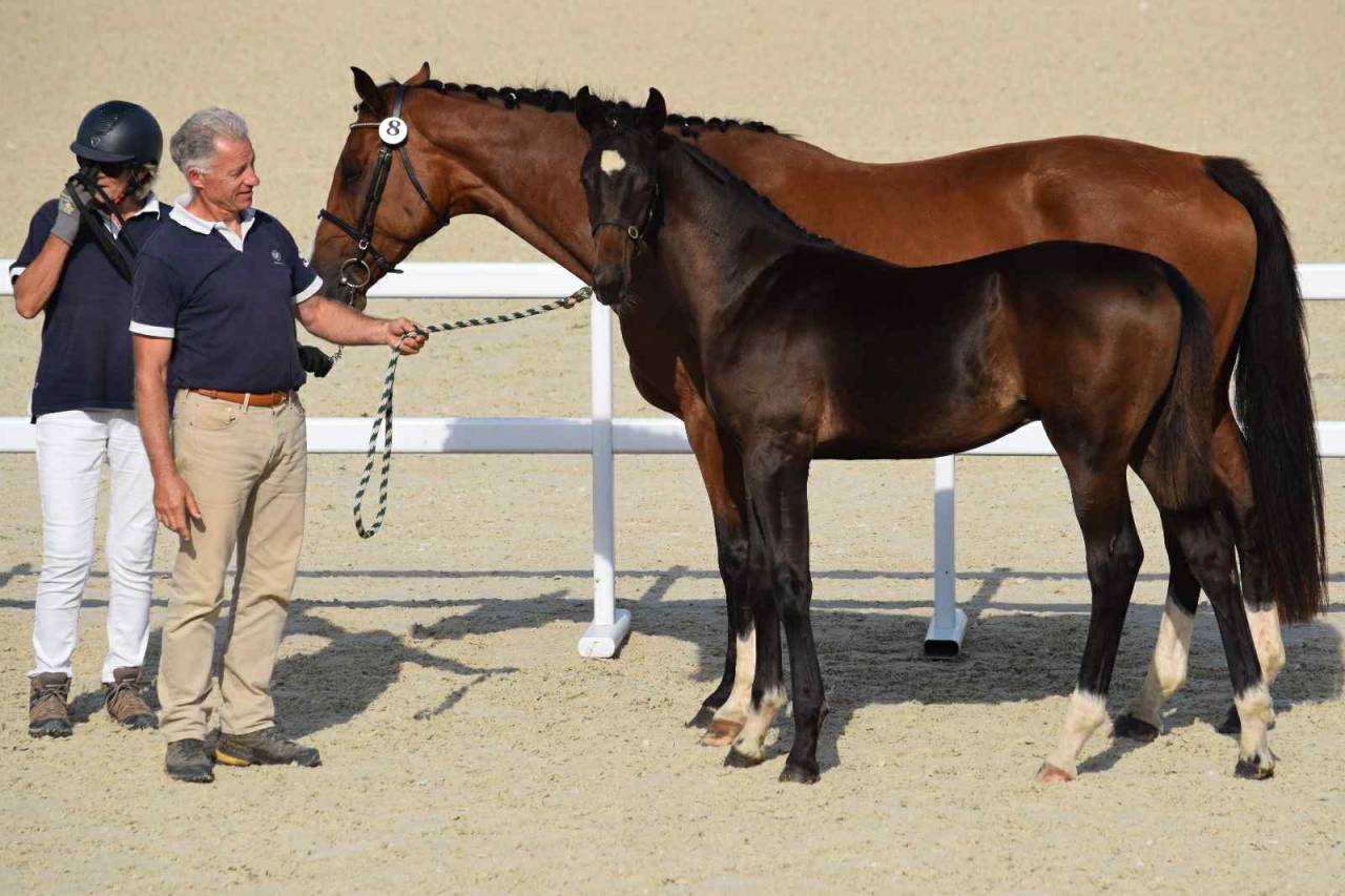 Veulen (ml) Selle Français Te koop 2025 Bruin / Bai
