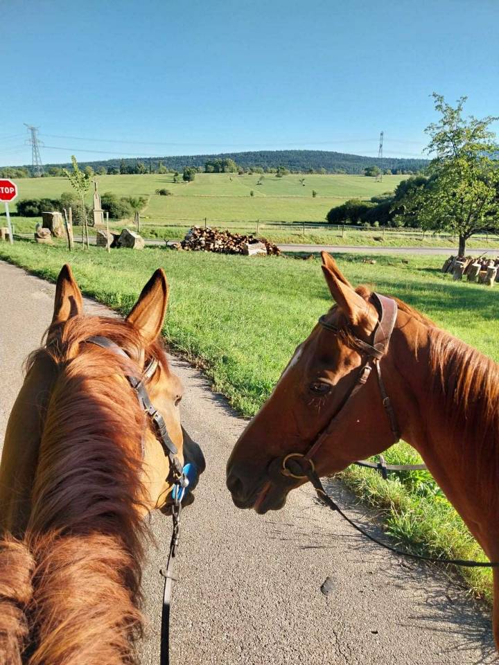 Ruin Engels volbloed Te koop 2019 Vos