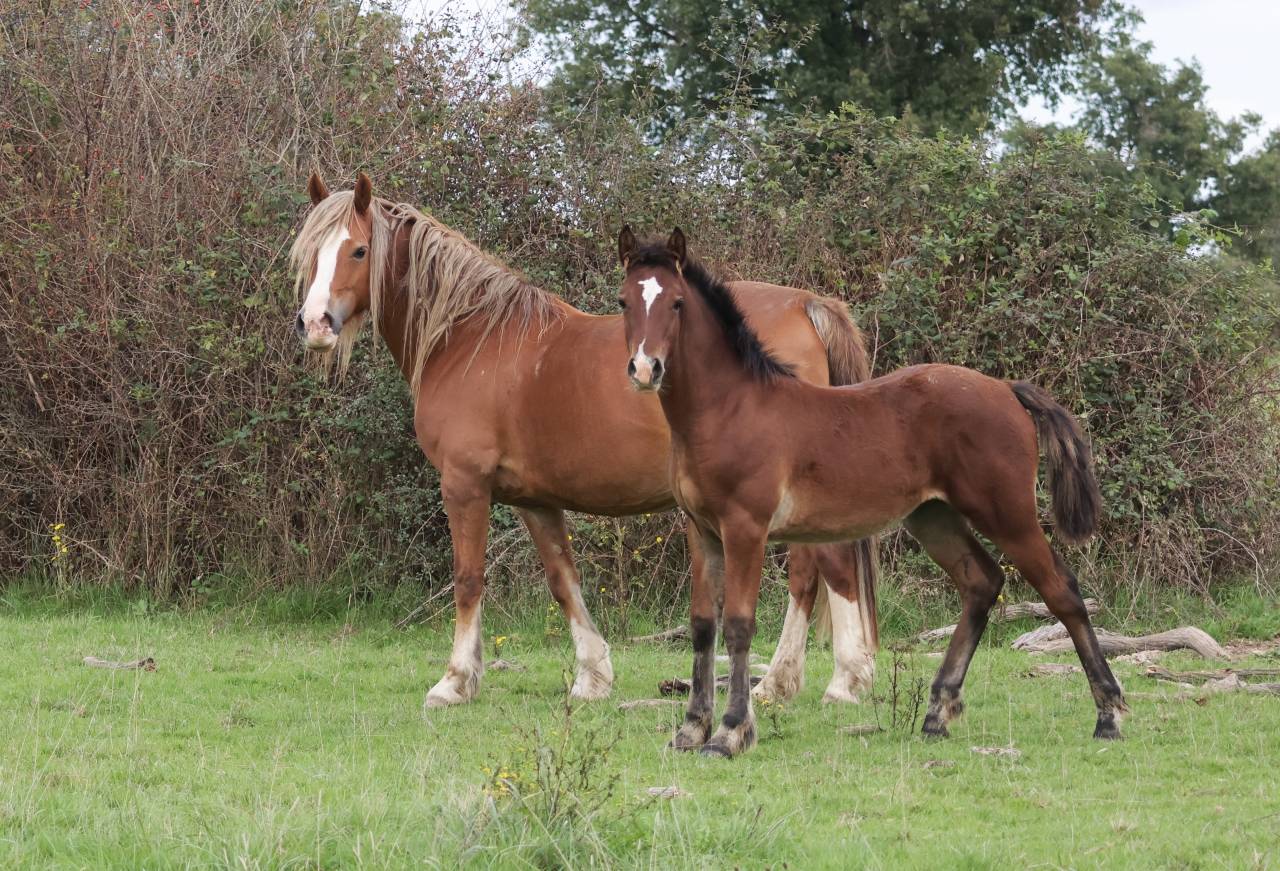 Veulen (vr) Welsh Pony (Section D), Welsh Cob  Te koop 2025 Donker bruin / bai ,  Jon Snow Dragwyddol