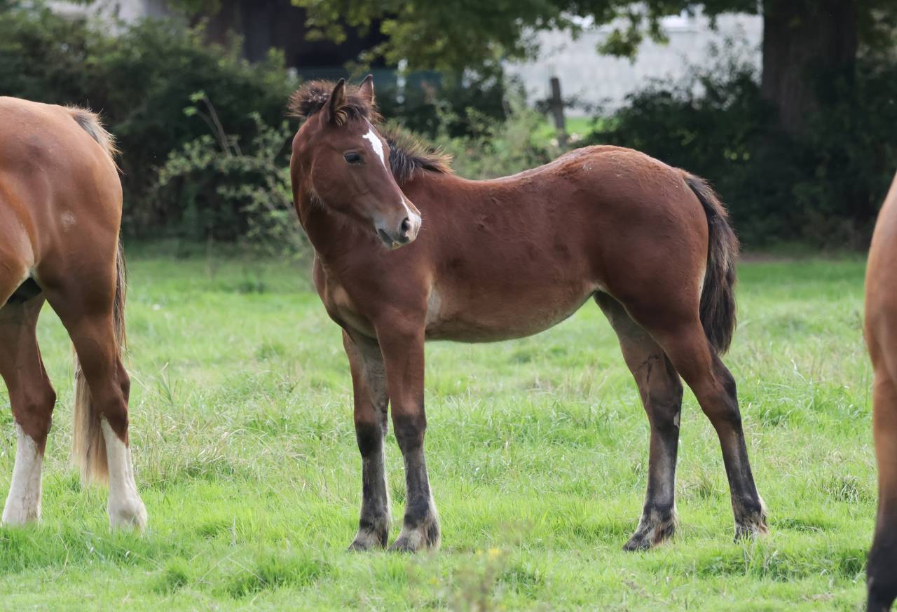 Veulen (vr) Welsh Pony (Section D), Welsh Cob  Te koop 2025 Donker bruin / bai ,  Jon Snow Dragwyddol