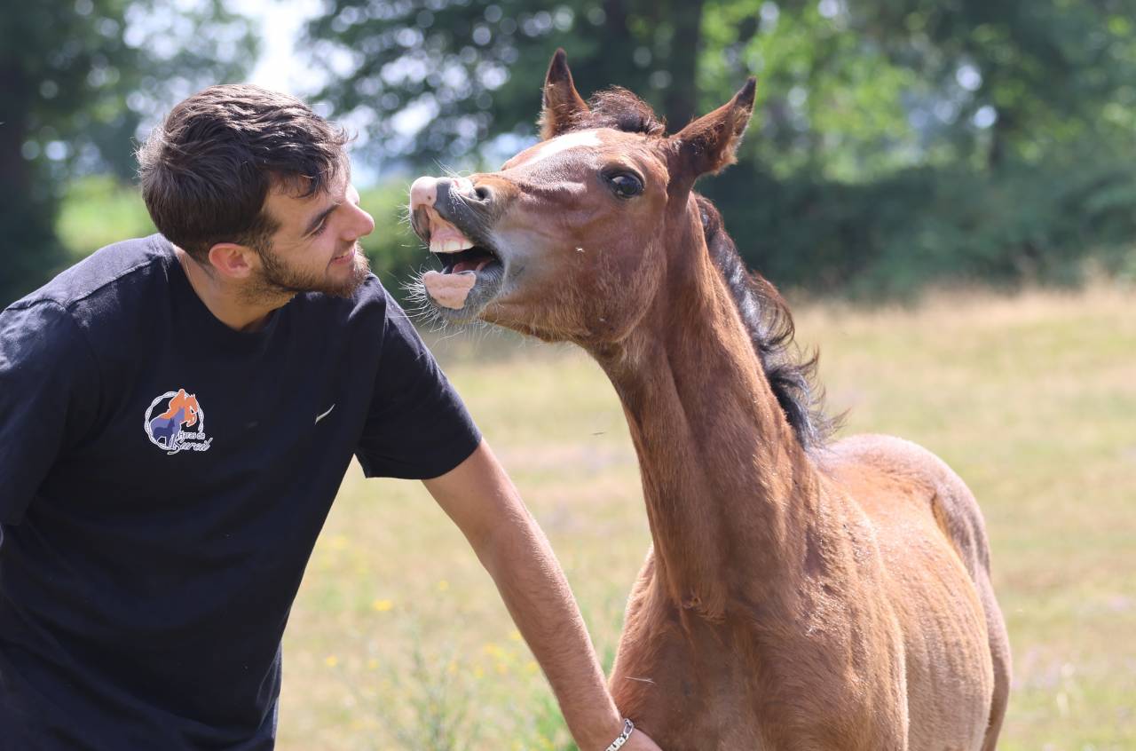 Veulen (vr) Welsh Pony (Section D), Welsh Cob  Te koop 2025 Donker bruin / bai ,  Jon Snow Dragwyddol