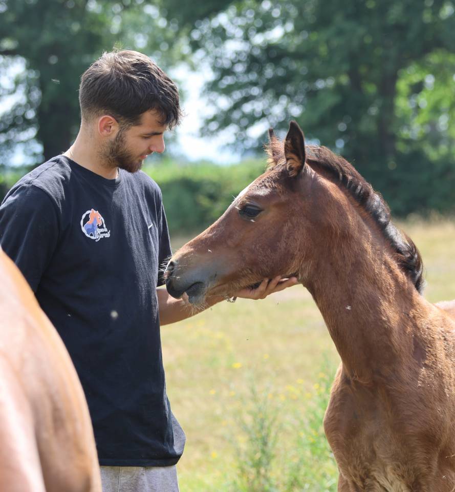 Veulen (vr) Welsh Pony (Section D), Welsh Cob  Te koop 2025 Donker bruin / bai ,  Jon Snow Dragwyddol