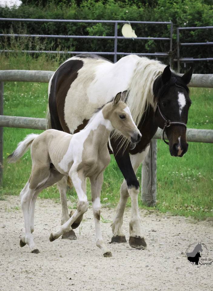 Veulen (ml) Welsh Partbred Te koop 2025 Bont ,  KEIZERSKROON EDISON