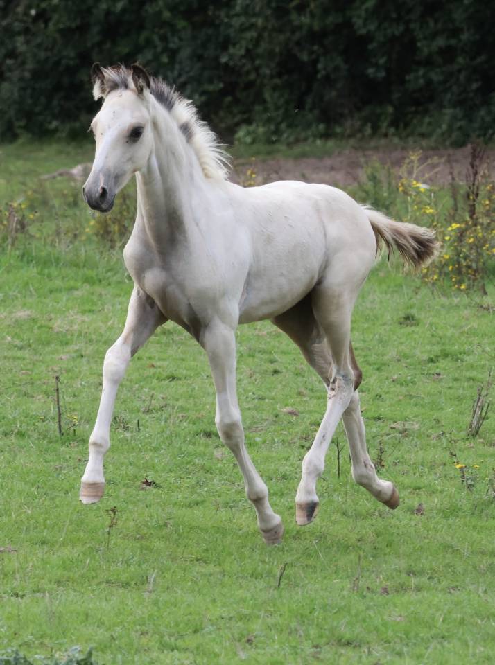 Veulen (ml) Welsh Partbred Te koop 2025 Bont ,  KEIZERSKROON EDISON