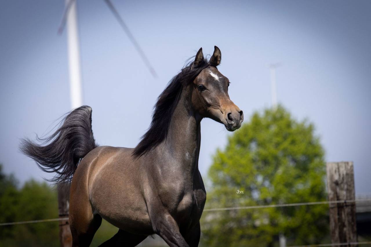 Supercoole,superlieve Arabisch volbloed jaarling hengst