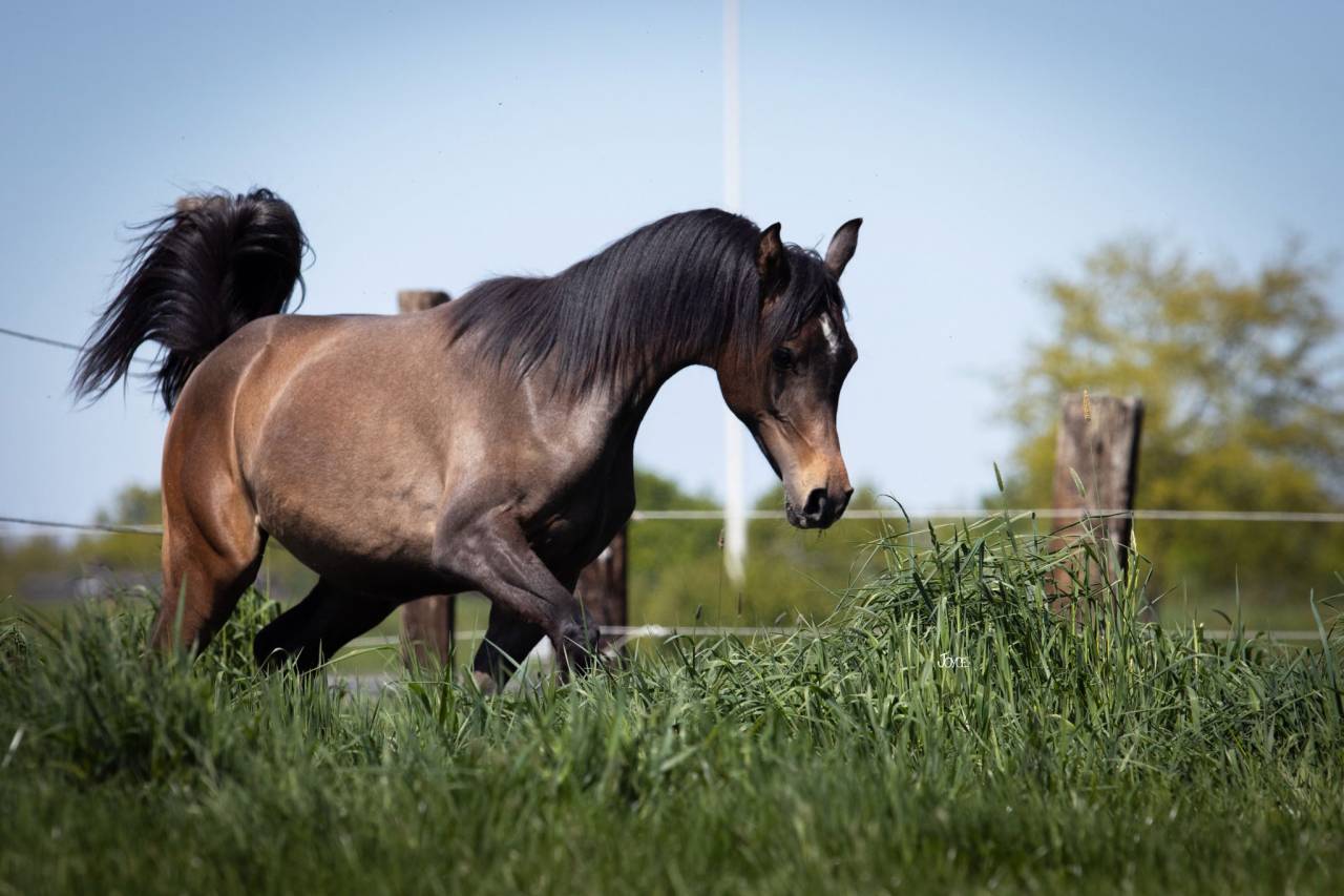 Supercoole,superlieve Arabisch volbloed jaarling hengst