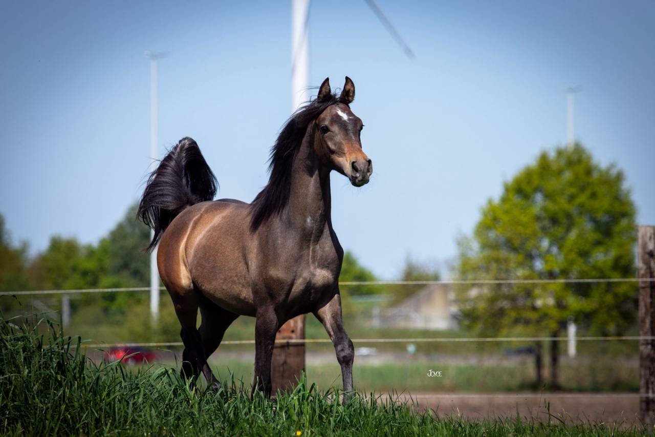 Supercoole,superlieve Arabisch volbloed jaarling hengst