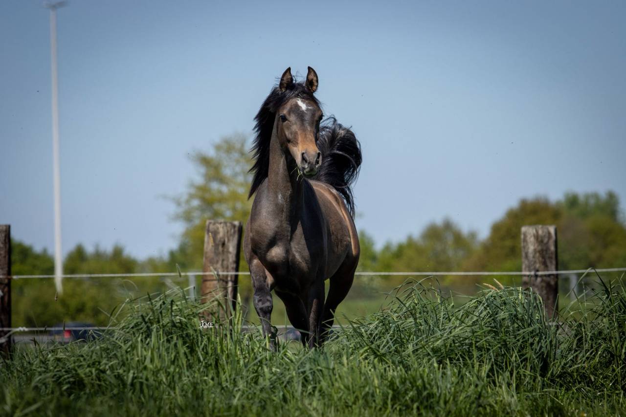 Supercoole,superlieve Arabisch volbloed jaarling hengst