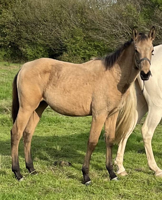 Veulen (vr) Selle Français Te koop 2025 Isabel