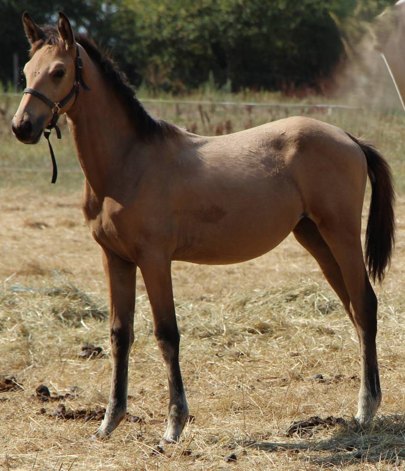 Veulen (vr) Selle Français Te koop 2025 Isabel