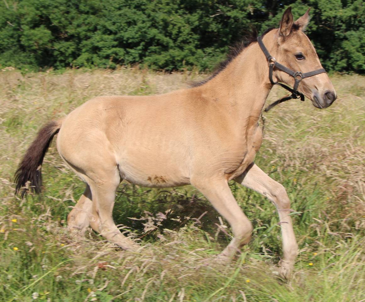 Veulen (vr) Selle Français Te koop 2025 Isabel